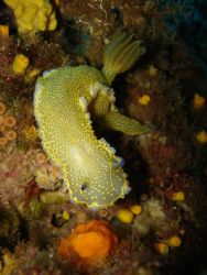 Nudibranch in Menorca. Taken with digital sony DSC W12. by Steven Withofs 
